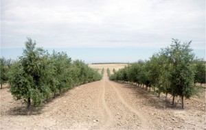 Finca Cerro Perea_Todolivo