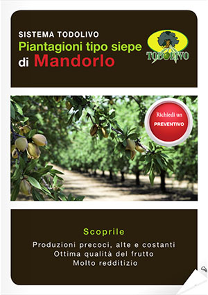 Almendro_IT