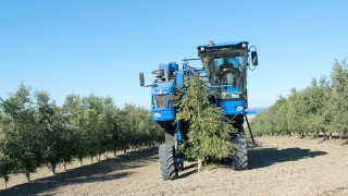 Recolección de olivar en seto