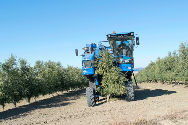 Recolección de olivar en seto