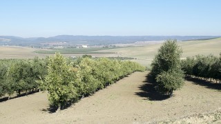 Ensayo multivarietal de olivar en seto de secano