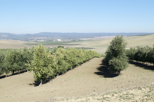 Ensayo multivarietal de olivar en seto de secano