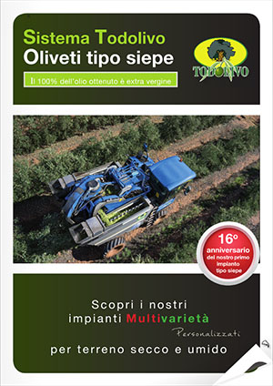 Olivo_IT