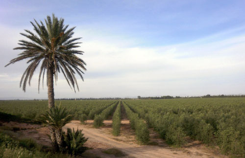 Todolivo_Marrakech