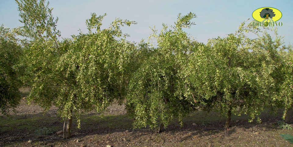 Searles Growing and Planting Olives