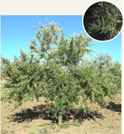 Todolivo-doss_i-15_06