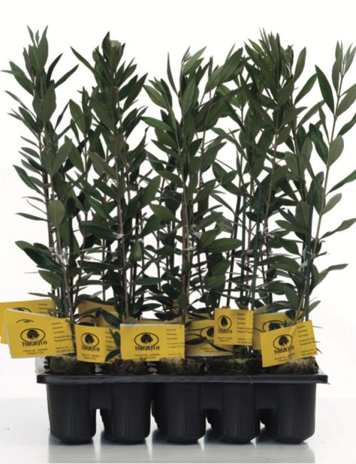 Todolivo-doss_i-15_50