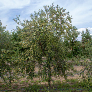 I-34<sup>P</sup> Árbol