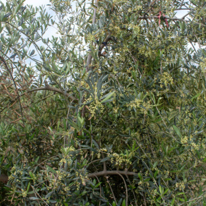 I-48<sup>P</sup> Detalle