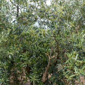 Galega I-116<sup>®</sup> Detalle