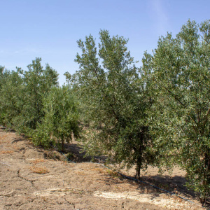 Blanqueta Clon I-55<sup>®</sup> Líneo