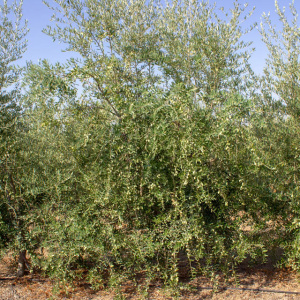 I-28<sup>P</sup> Árbol