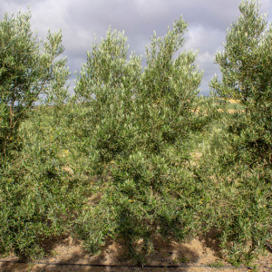 Picual I-11<sup>®</sup> Árbol