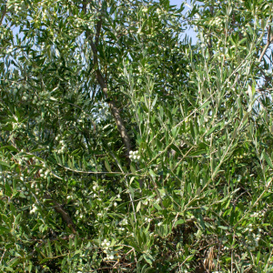 I-20<sup>P</sup> Detalle