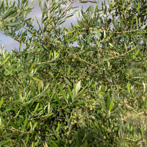 I-12<sup>P</sup> Detalle