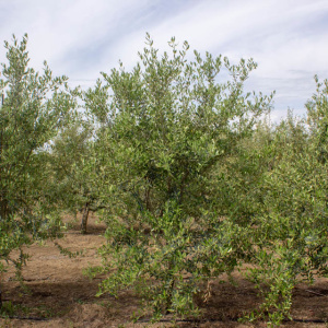 Leccino I-117<sup>®</sup> Árbol