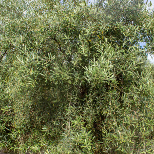 I-46<sup>P</sup> Detalle