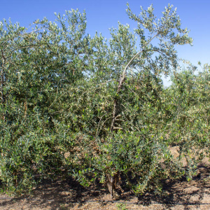 I-27<sup>P</sup> Árbol