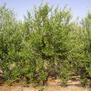 Coratina I-114<sup>®</sup> Árbol