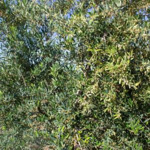 I-45<sup>P</sup> Detalle
