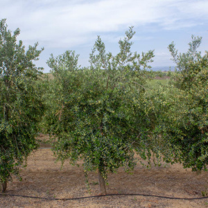 I-14<sup>P</sup> Árbol