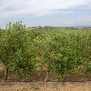 I-50<sup>P</sup> Árbol