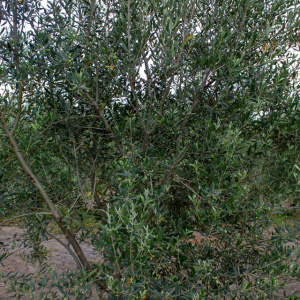 Cayon I-111<sup>®</sup> Detalle
