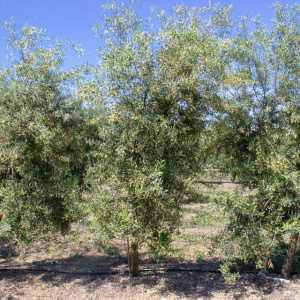 I-46<sup>P</sup> Árbol