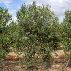 I-10<sup>P</sup> Árbol