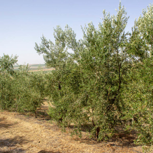 I-39<sup>P</sup> Líneo