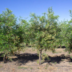 I-40<sup>P</sup> Árbol