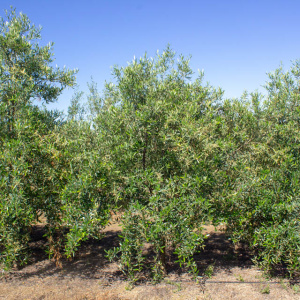 I-31<sup>P</sup> Árbol