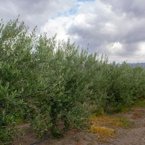 Coratina I-114<sup>®</sup> Líneo
