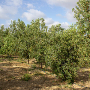Blanqueta Clon I-55<sup>®</sup> Líneo