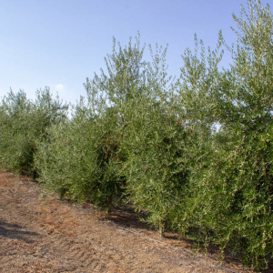 I-19<sup>P</sup> Líneo