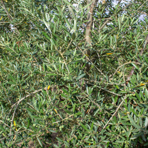 Manzanillo Cacereño Clon I-57<sup>®</sup> Detalle