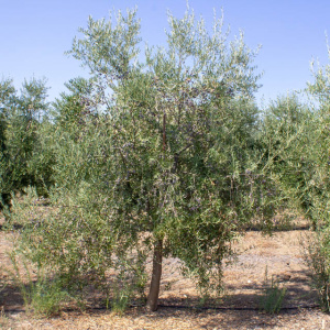 I-46<sup>P</sup> Árbol