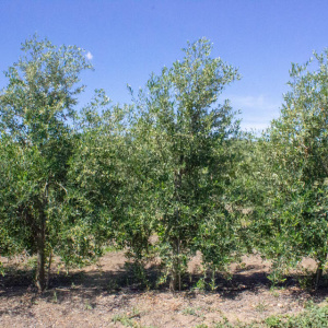 I-22<sup>P</sup> Árbol