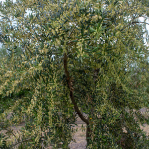 I-34<sup>P</sup> Detalle