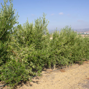 I-17<sup>P</sup> Líneo