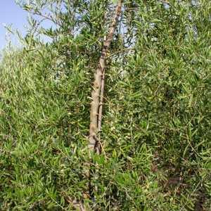 I-54<sup>P</sup> Detalle