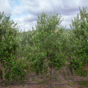 Arbosana Clon I-43<sup>®</sup> Árbol