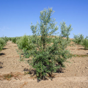 Manzanillo Cacereño Clon I-57<sup>®</sup> Árbol