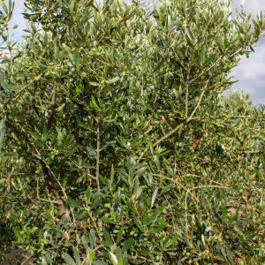 Blanqueta Clon I-55<sup>®</sup> Detalle