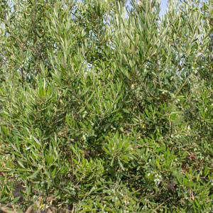 I-50<sup>P</sup> Detalle