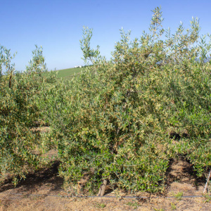 I-33<sup>P</sup> Árbol