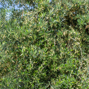 I-19<sup>P</sup> Detalle