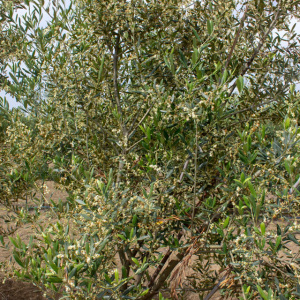 Cayon I-111<sup>®</sup> Detalle