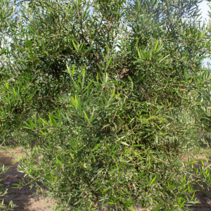 I-40<sup>P</sup> Detalle