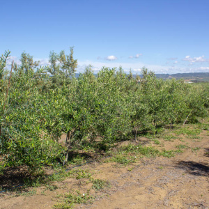 Coratina I-114<sup>®</sup> Líneo